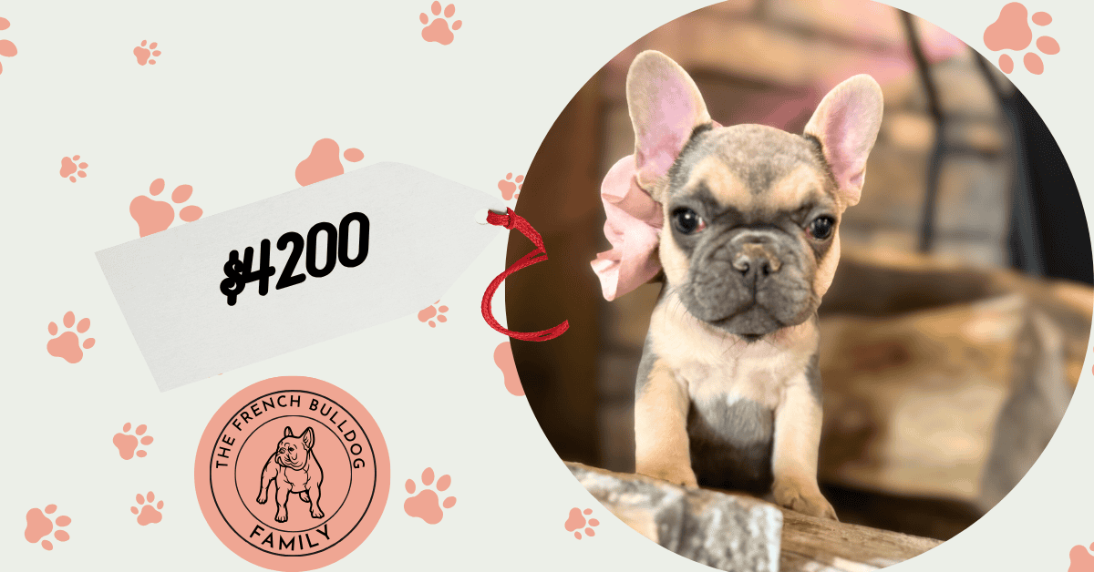 Layla | Blue & Tan French Bulldog Female | Available in Nov 2025