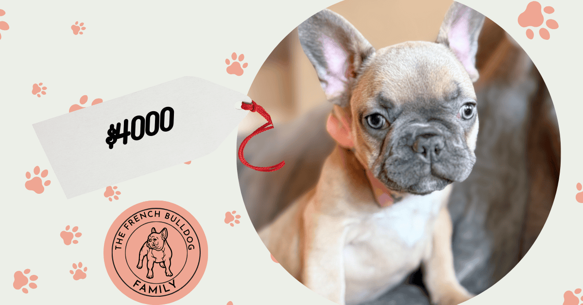 Yana | Blue Fawn French Bulldog Female | Available in January 26th, 2026