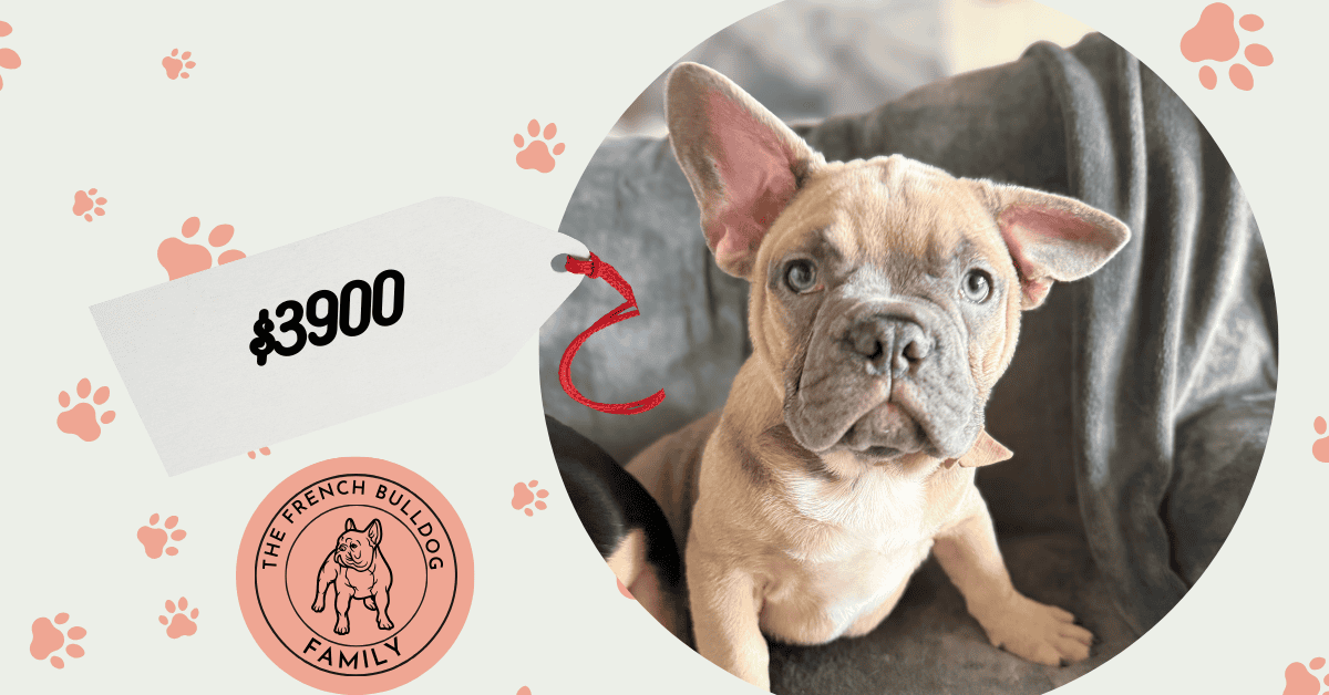 Yaro | Blue Fawn French Bulldog Male | Available Now