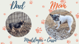 Mudslinger & Cassie - Frenchies parents