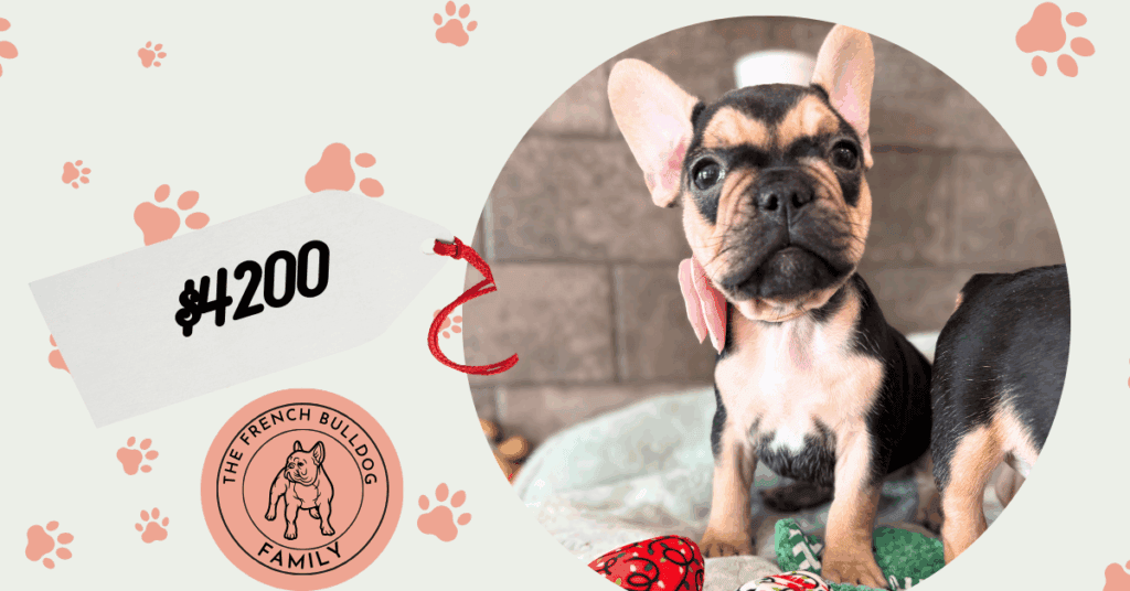 Sara | Black & Tan French Bulldog Female | Available Jan, 2026