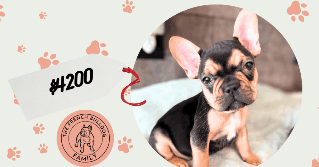 Sally | Black & Tan French Bulldog Female | Available in Jan, 2026