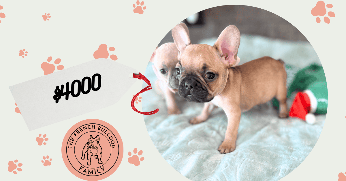 Sophia | Blue Fawn French Bulldog Female | Available in Jan 10th, 2026