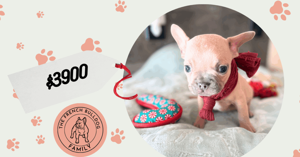 Sasha | Blue Fawn French Bulldog Male | Available Jan 2026