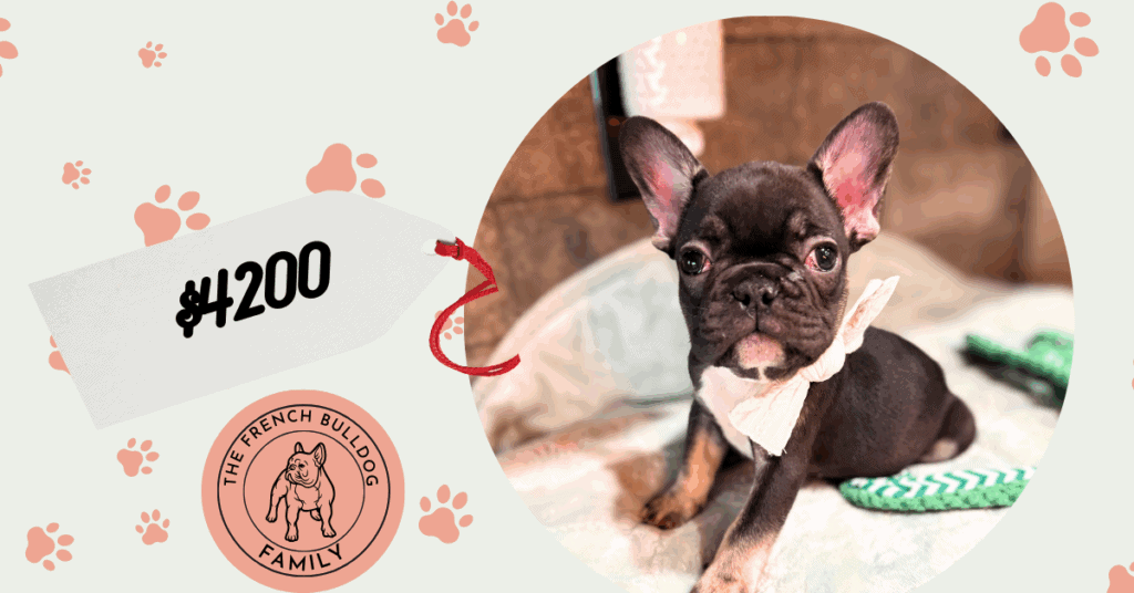 Uno | Black & Tan French Bulldog Male | Available January, 2026