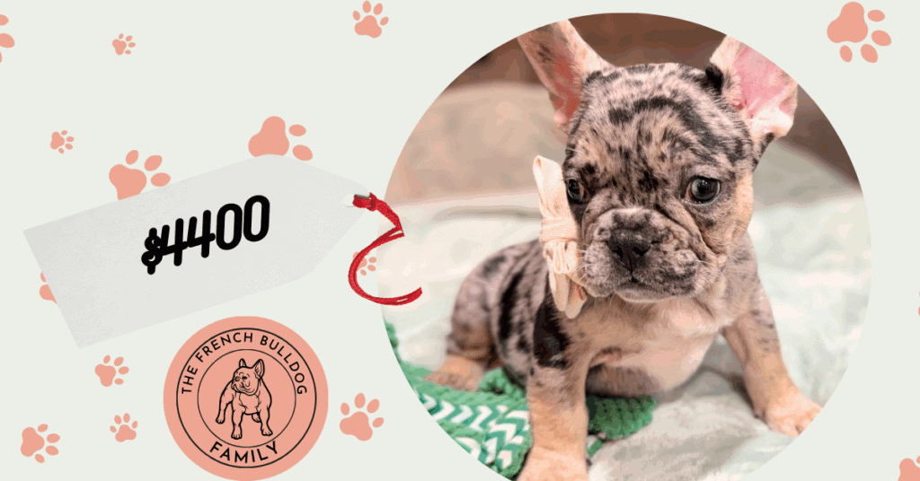 Umberto | Blue Merle & Tan French Bulldog Male | Available January, 2026