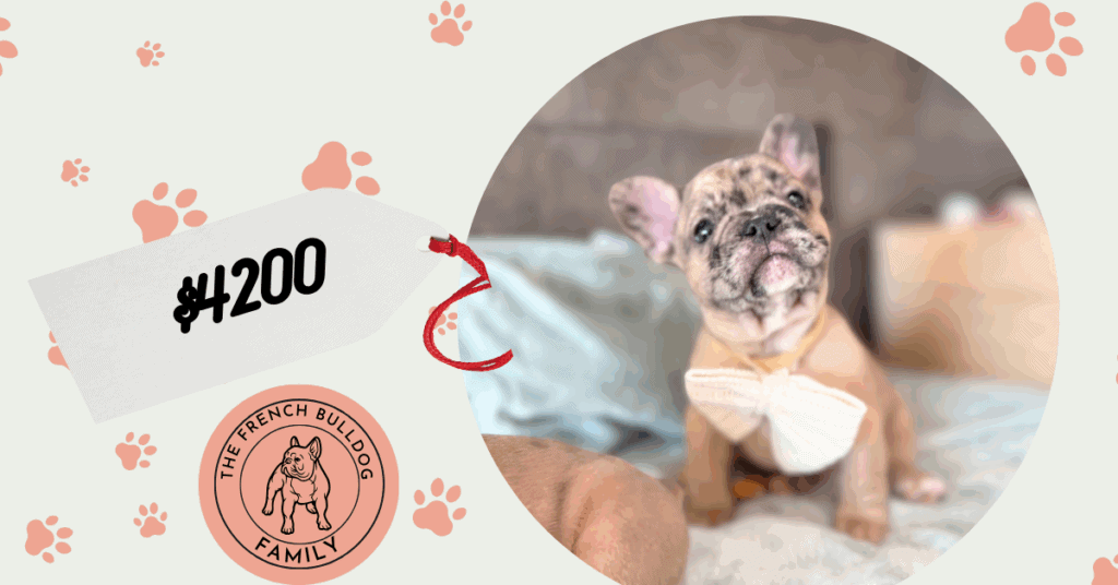 Tanner | Blue Fawn Merle French Bulldog Male | Available Jan, 2026