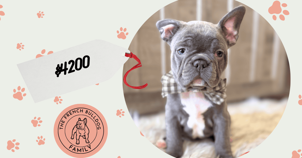 Whooper | Blue French Bulldog Male | Available in February 5th, 2026