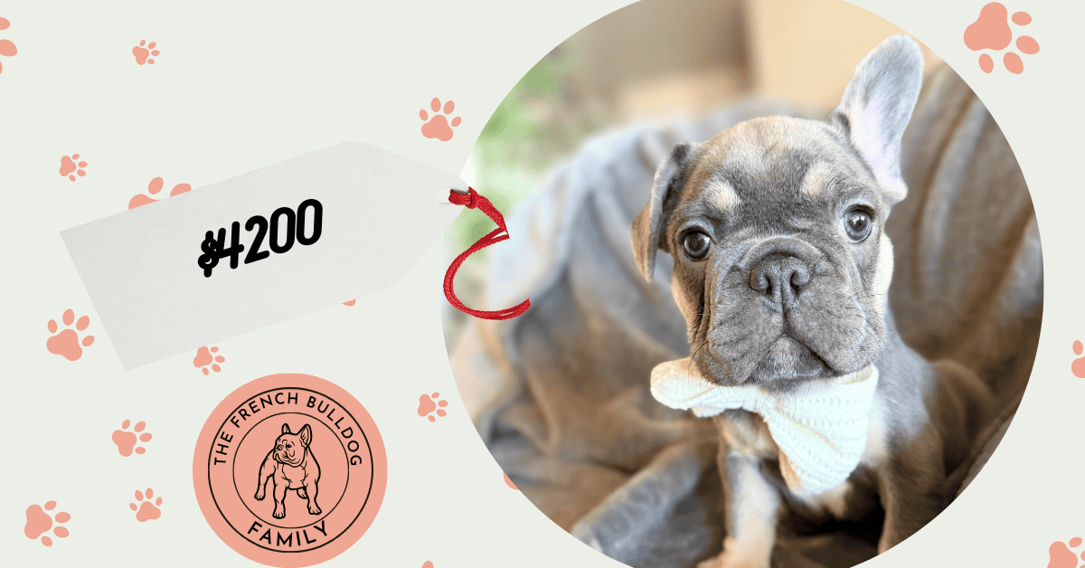 Wallace | Blue & Tan French Bulldog Male | Available in February 5th, 2026