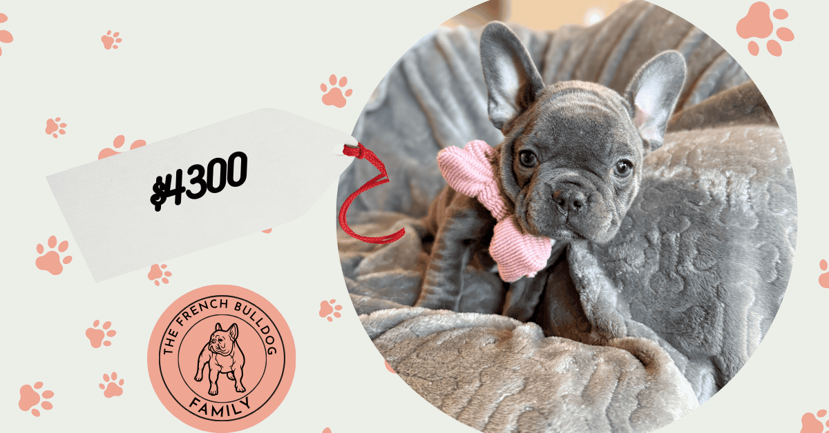 Wisper | Blue French Bulldog Female | Available in February 5th, 2026