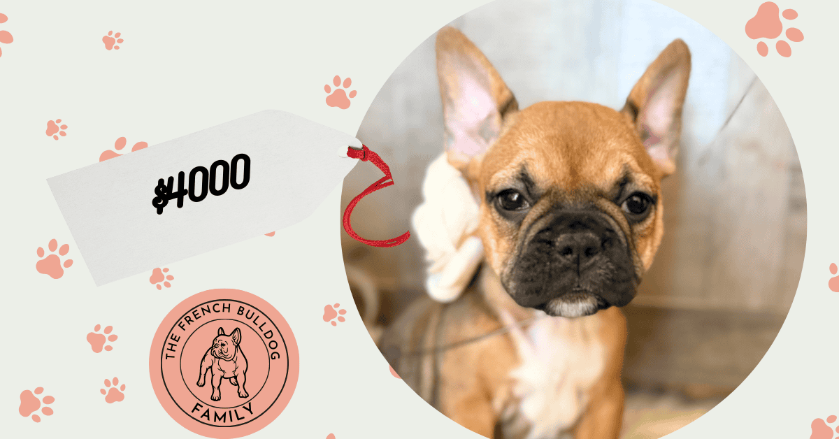 Winnie | Sable French Bulldog Female | Available in February 5th, 2026