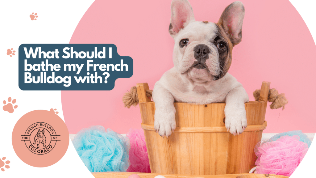 What Should I bathe my French Bulldog with? The French Bulldog of
