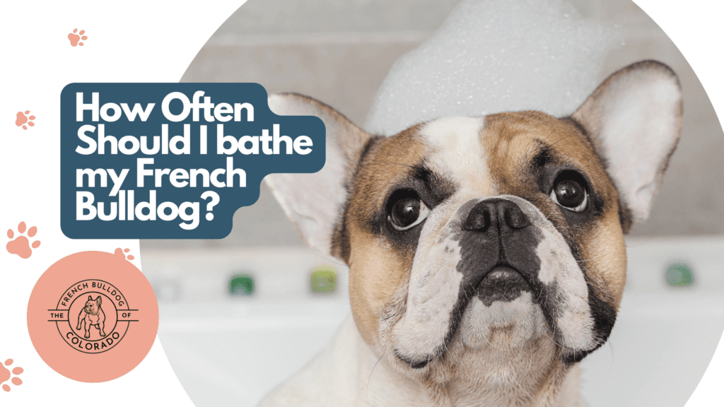 How Often Should I bathe my French Bulldog? The French Bulldog of