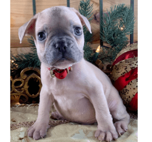 Frenchie Friday December 4th, 2020