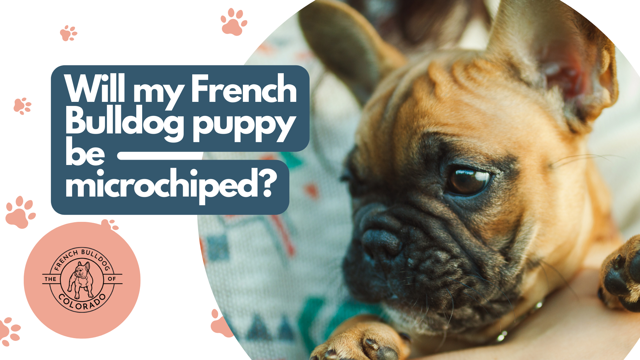 Will my French Bulldog puppy be microchiped? The French Bulldog of Colorado Blog