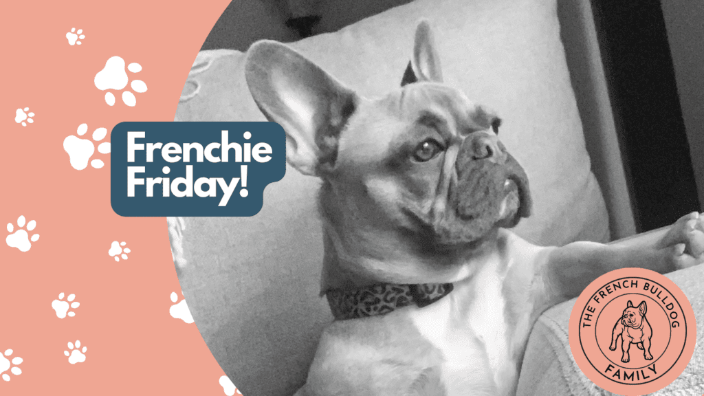 Frenchie Friday January 29th, 2021