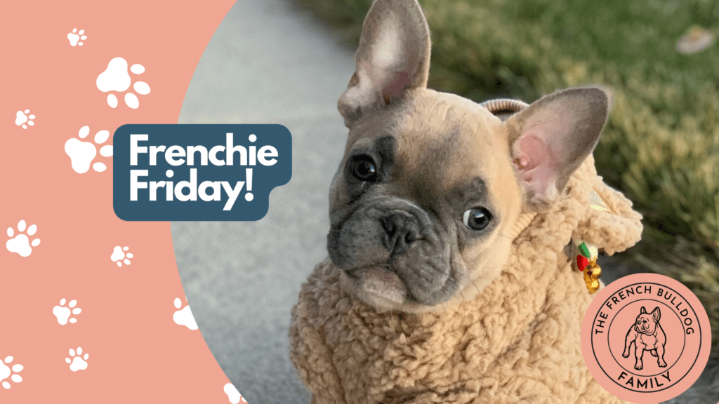 Frenchie Friday January 8th, 2021