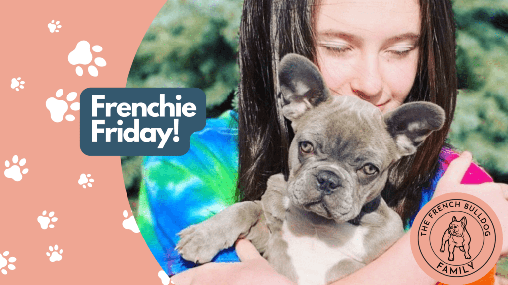 Frenchie Friday January 1st, 2021
