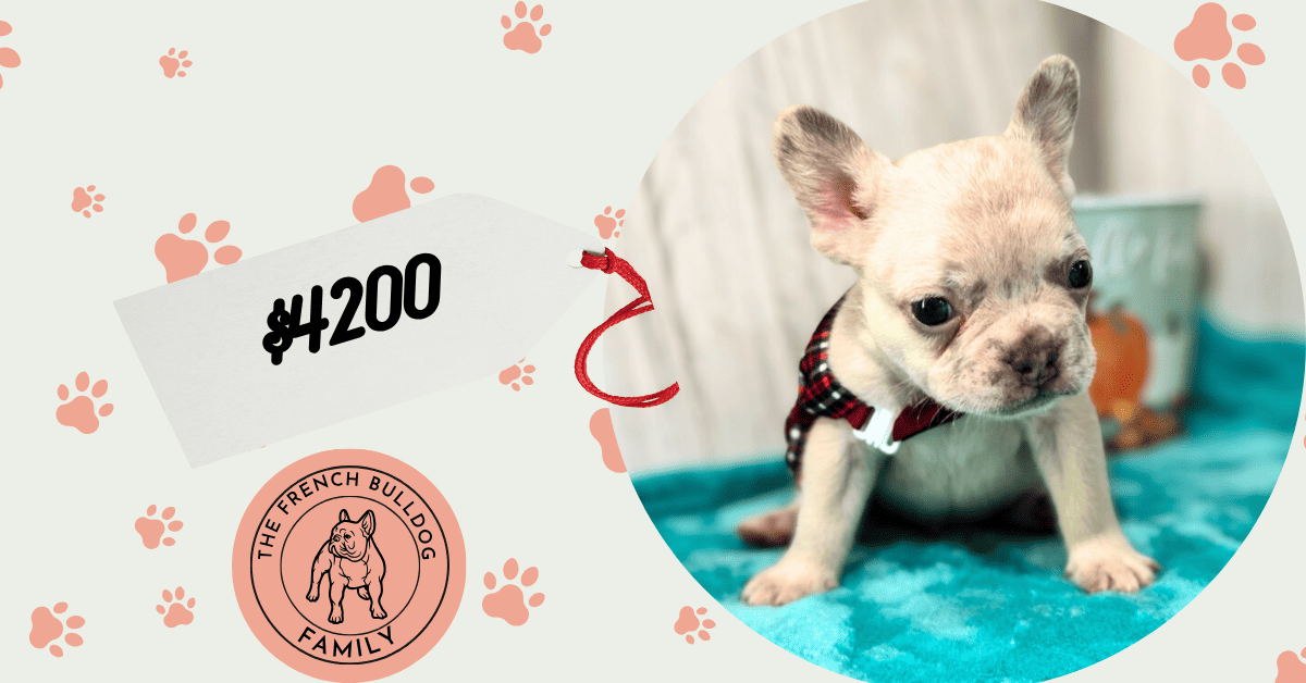 Kipling | Lilac Fawn French Bulldog Male | Available in Oct 2025