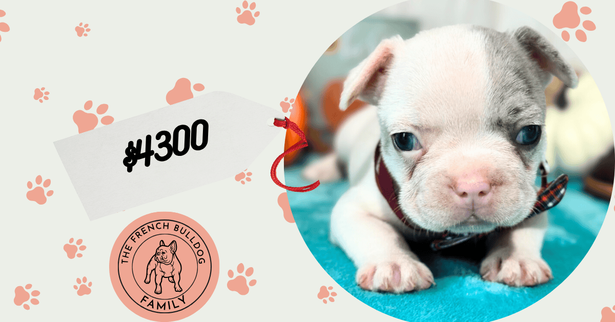 Kate | Blue Merle Pied French Bulldog Female | Available in Oct 2025