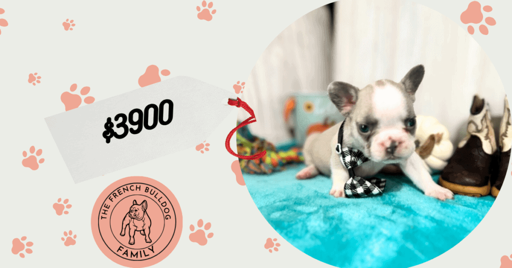 Kevin | Blue Fawn & White French Bulldog Male | Available in Oct 2025