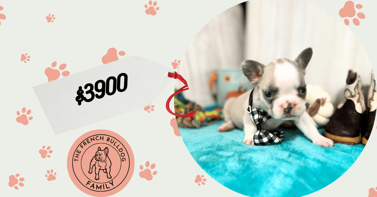 Kevin | Blue Fawn & White French Bulldog Male | Available in Oct 2025