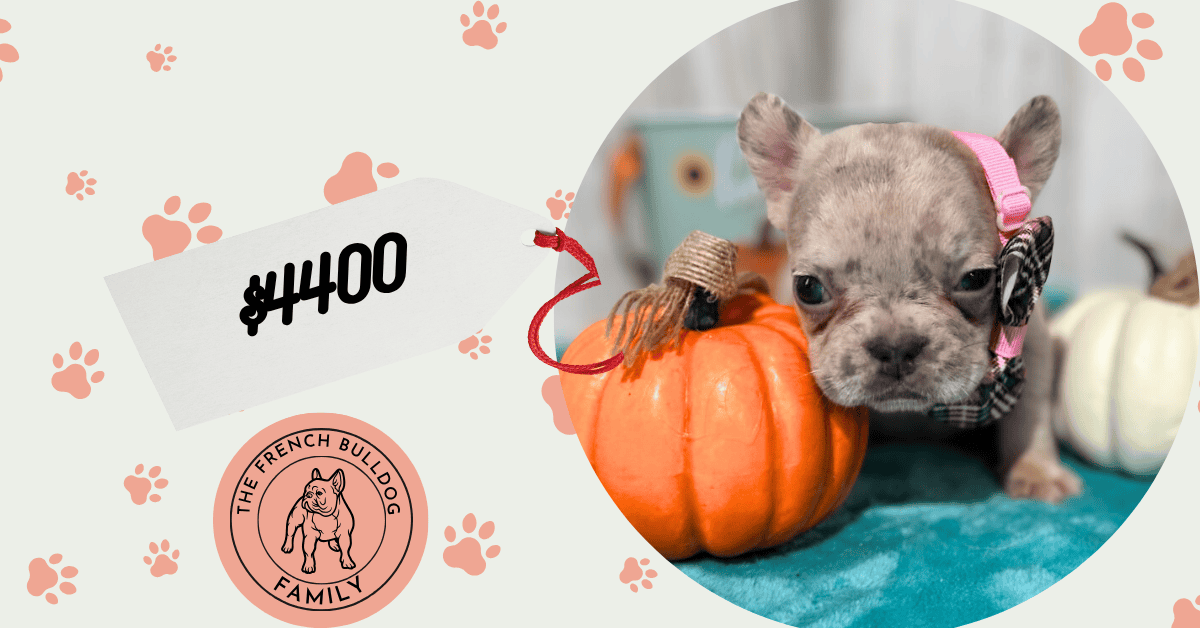 Kiara | Blue Fawn Merle French Bulldog Female | Available in Oct 2025