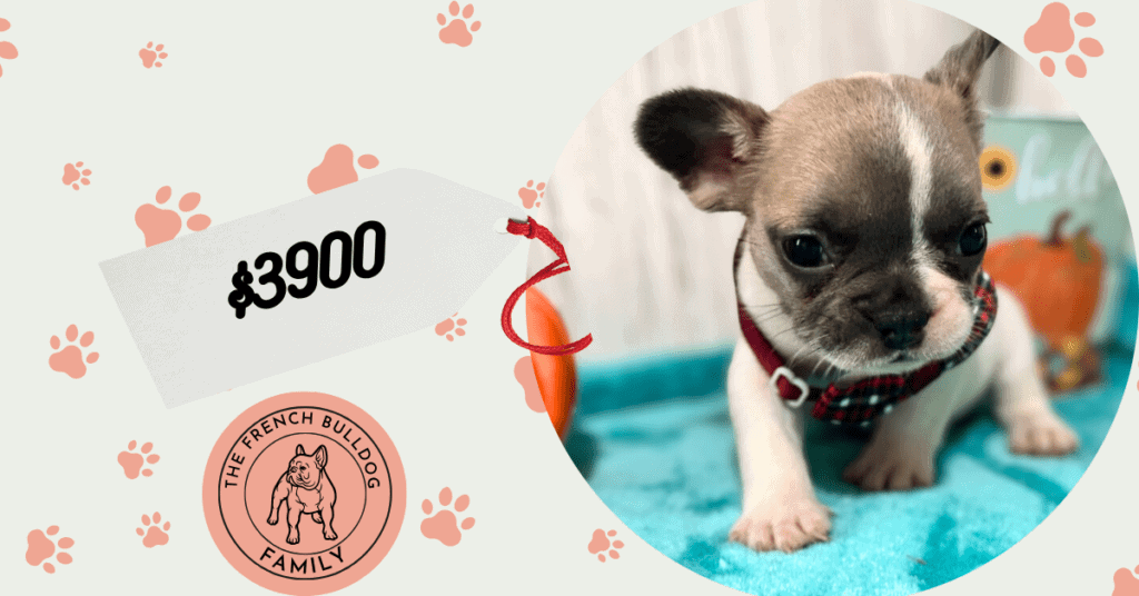 Kirby | Fawn Pied French Bulldog Male | Available in Oct 2025