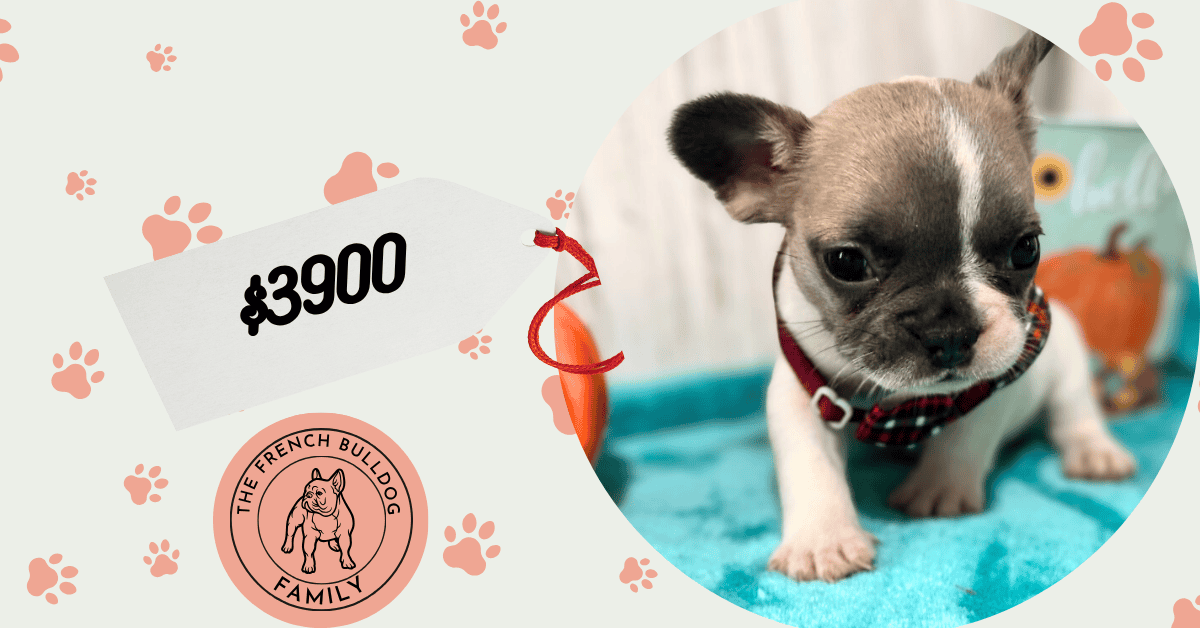 Kirby | Fawn Pied French Bulldog Male | Available in Oct 2025