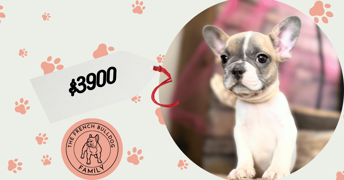 Koko | Fawn Pied French Bulldog Female | Available in Oct 2025