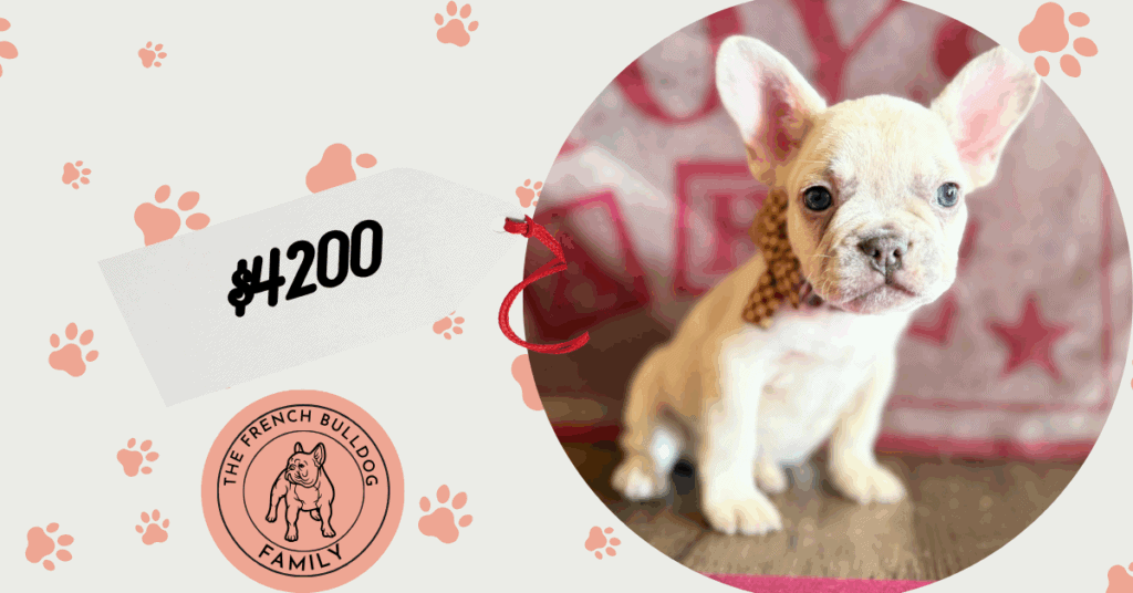 Kipling | Lilac Fawn French Bulldog Male | Available in Oct 2025
