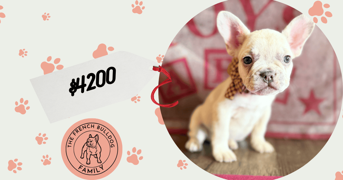 Kipling | Lilac Fawn French Bulldog Male | Available in Oct 2025