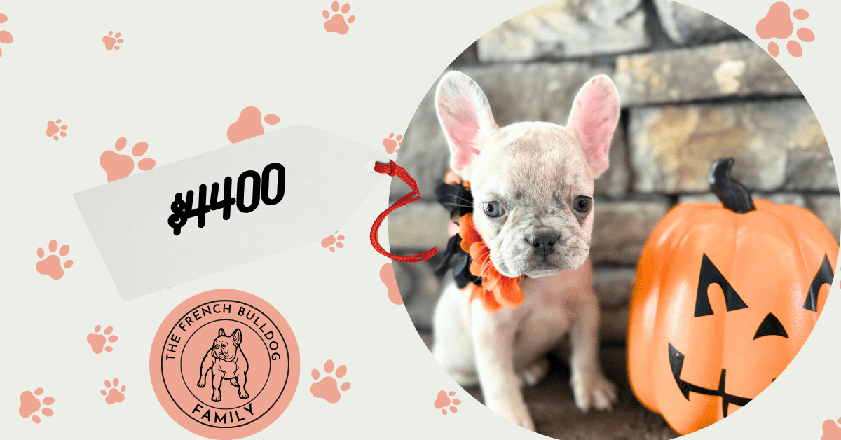 Kiara | Blue Fawn Merle French Bulldog Female | Available in Oct 2025