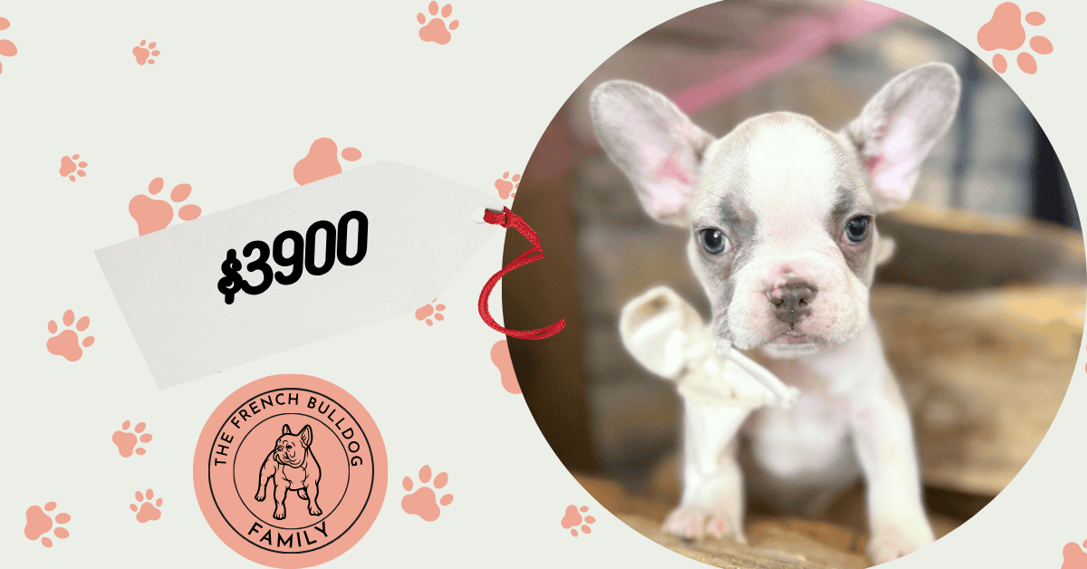 Kevin | Blue Fawn & White French Bulldog Male | Available in Oct 2025