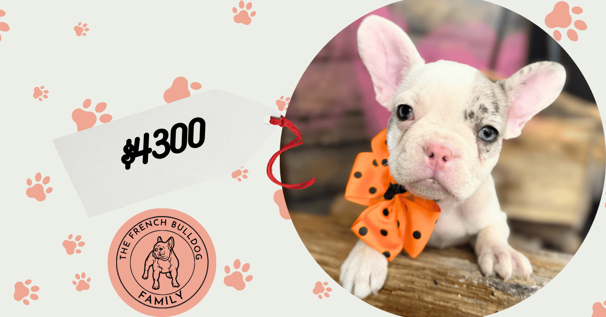 Kate | Blue Merle Pied French Bulldog Female | Available in Oct 2025