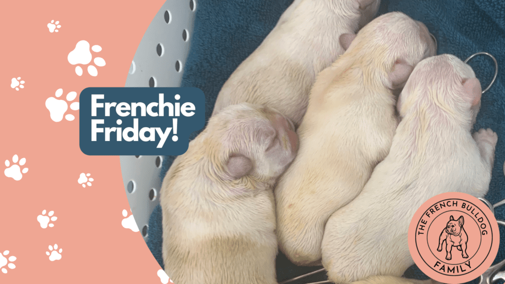 Frenchie Friday February 12th, 2021