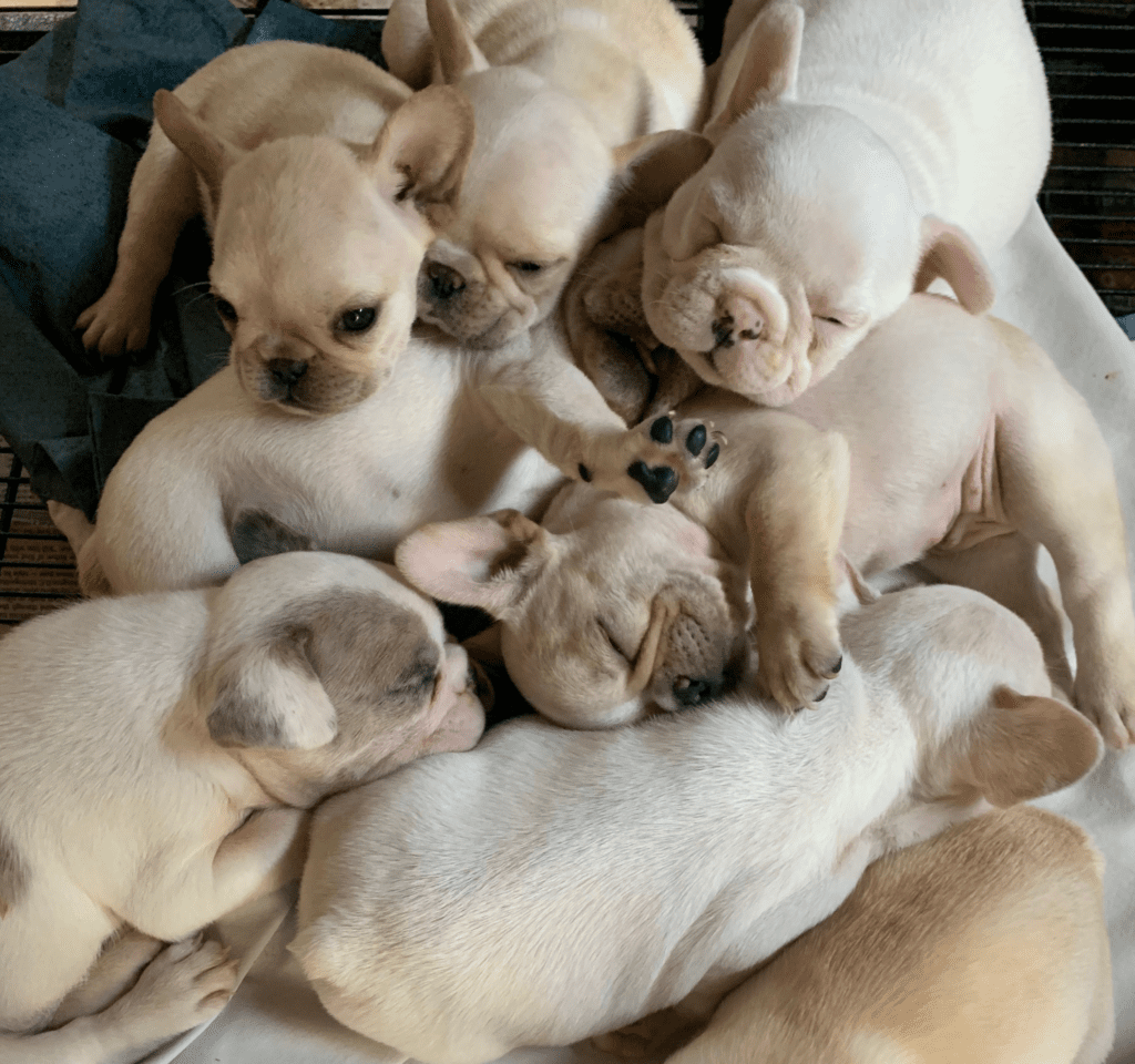 Frenchie Friday April 2nd, 2021