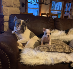 Frenchie Friday April 2nd, 2021