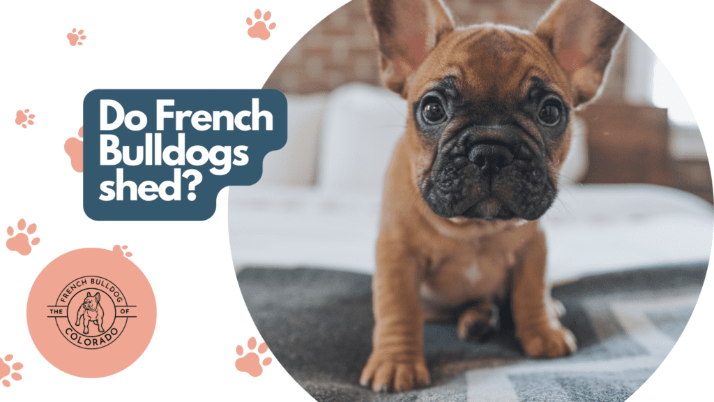 Do French Bulldogs shed? The French Bulldog of Colorado Blog