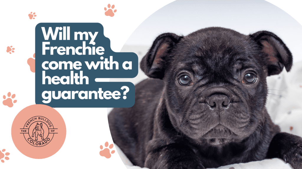 Will my Frenchie come with a health guarantee? The French Bulldog of Colorado Blog