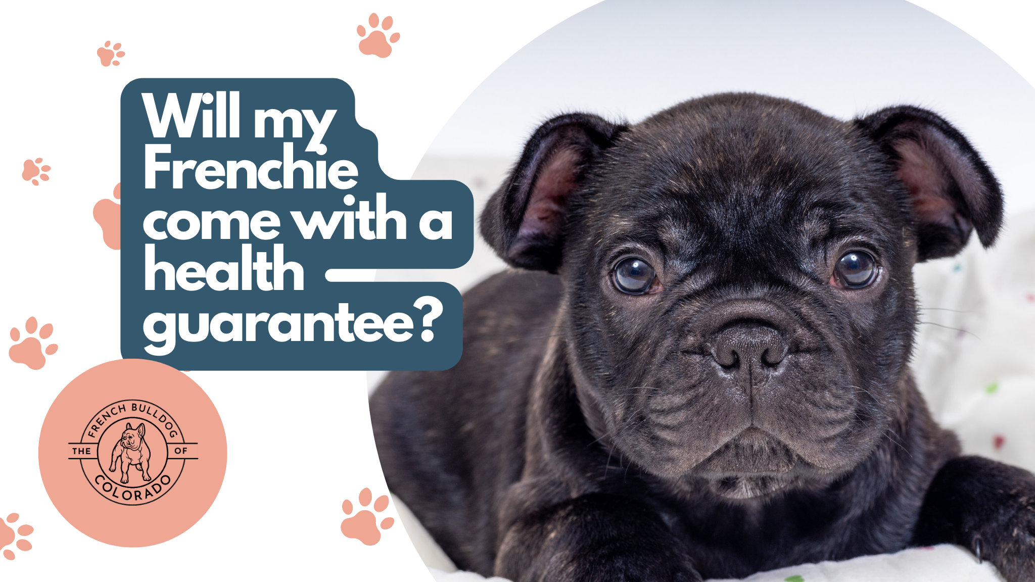 Will my Frenchie come with a health guarantee? The French Bulldog of Colorado Blog