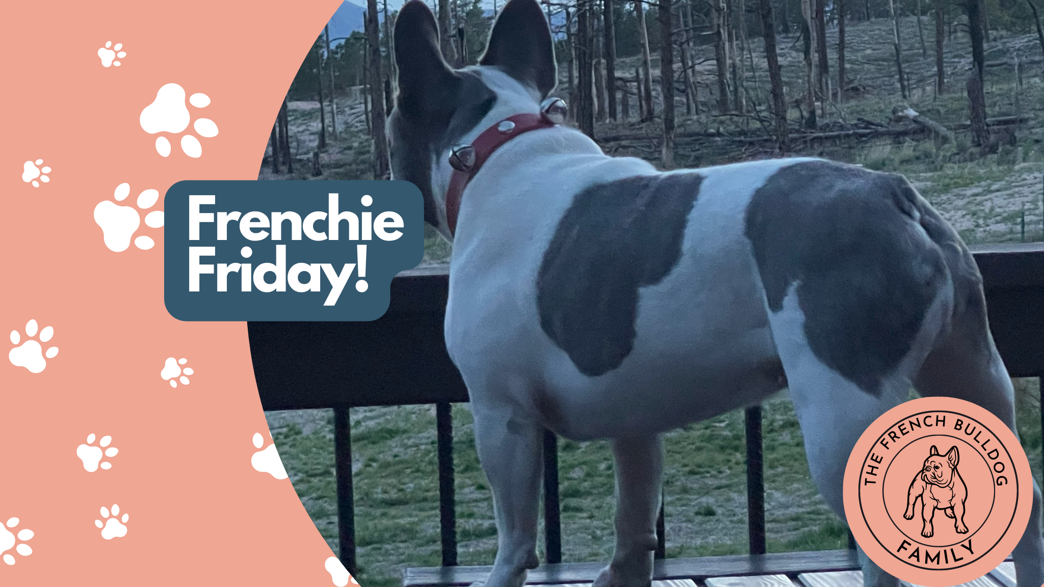 Frenchie Friday June 11th, 2021