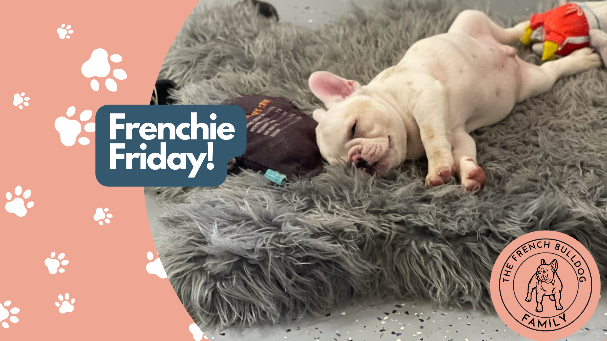 Frenchie Friday June 4th, 2021