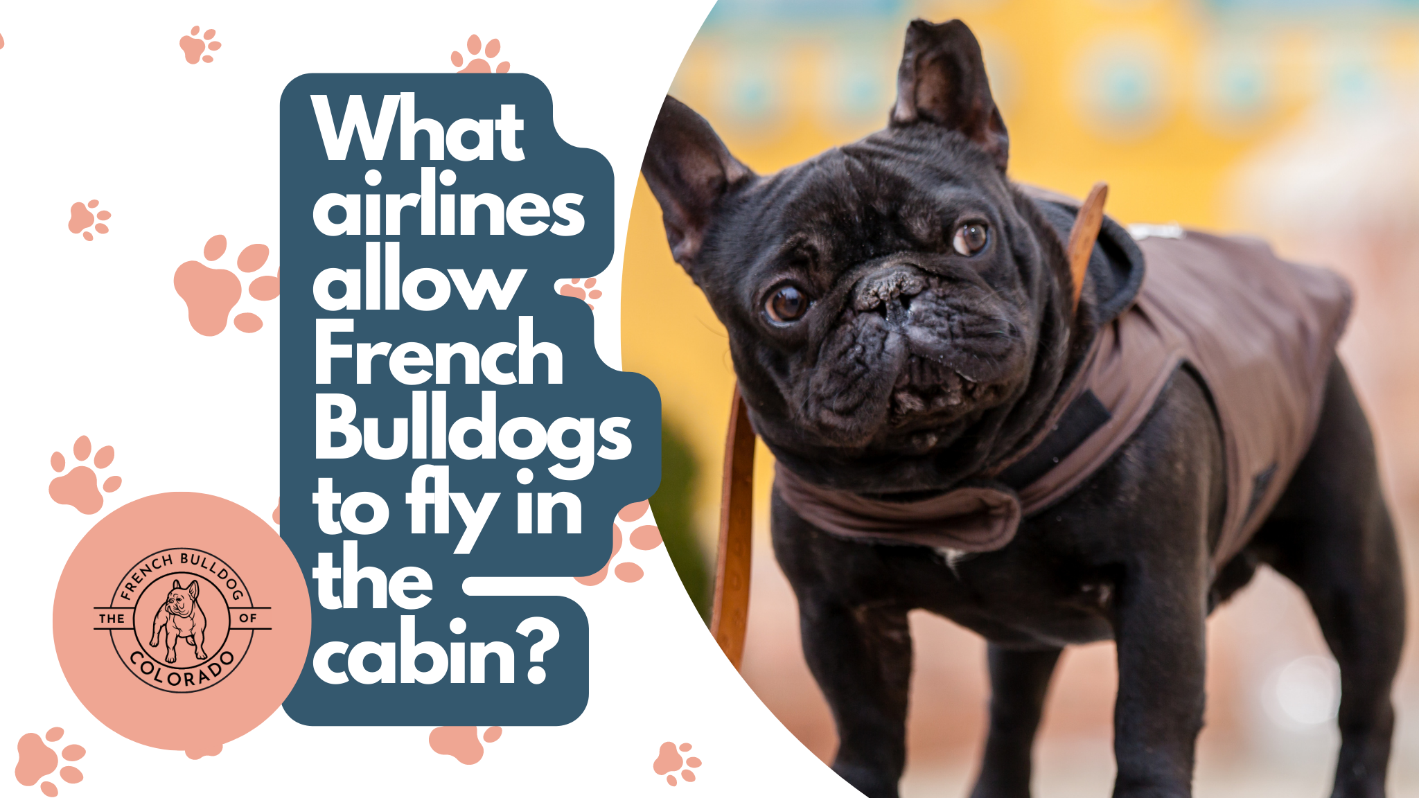 What airlines allow French Bulldogs to fly in the cabin? The French Bulldog of Colorado Blog