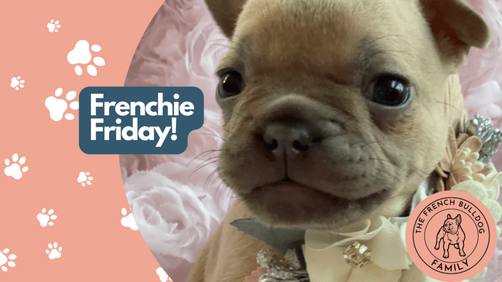 Frenchie Friday July 23rd, 2021