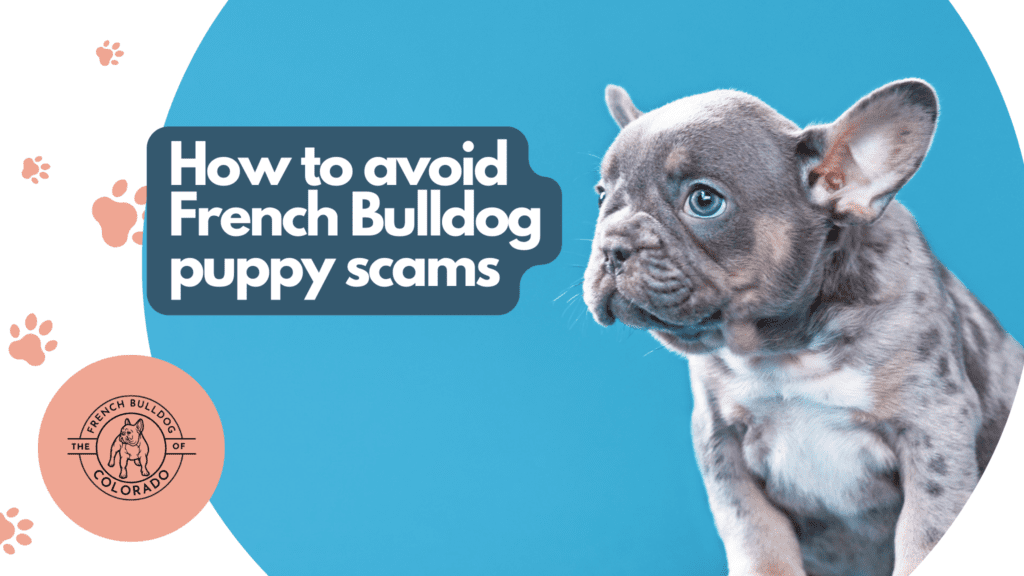 How to avoid French Bulldog puppy scams The French Bulldog of Colorado Blog