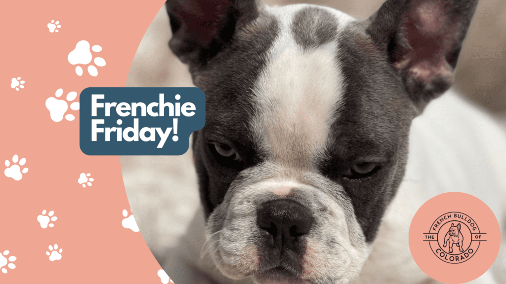 Frenchie Friday August 6th, 2021