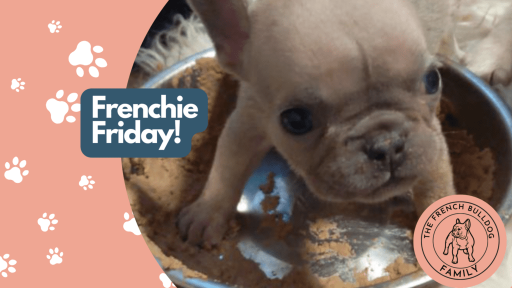 Frenchie Friday August 28th, 2021