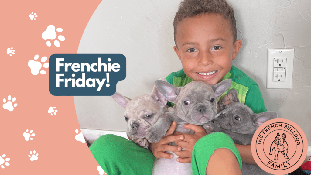 Frenchie Friday September 10th, 2021