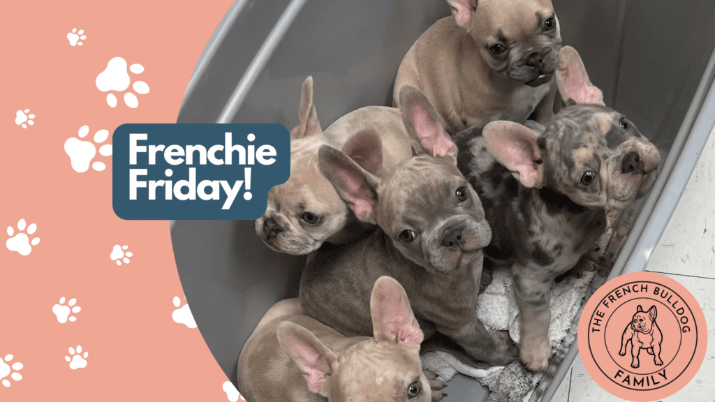 Frenchie Friday September 3rd, 2021